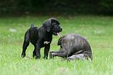 CANE CORSO 1180